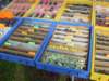 dsc01139_small.jpg