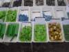 dsc00288_small.jpg