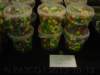 dsc01586_small.jpg