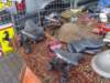 dsc02278_small.jpg