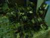 dsc00242_small.jpg